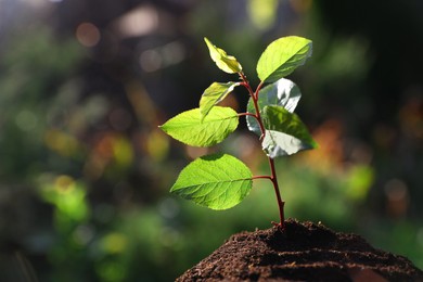 Planting tree. Seedling growing in soil outdoors, closeup. Space for text