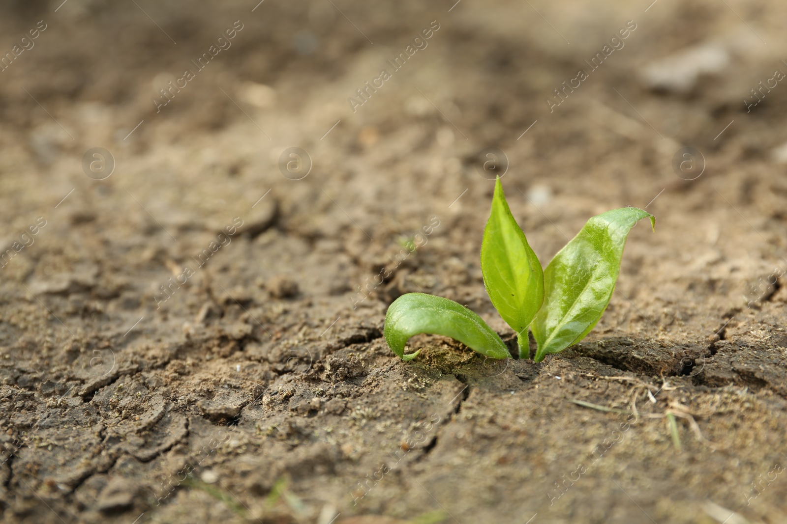 Photo of Young green seedling growing in dry soil on spring day, closeup. Hope concept