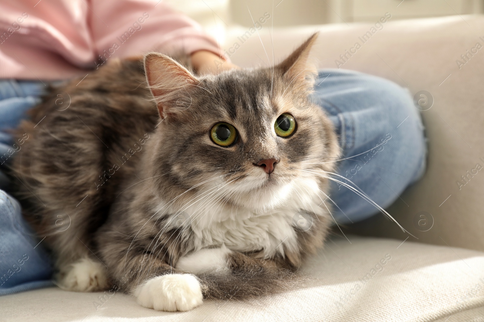 Photo of Cute little girl with cat in armchair at home, closeup. First pet