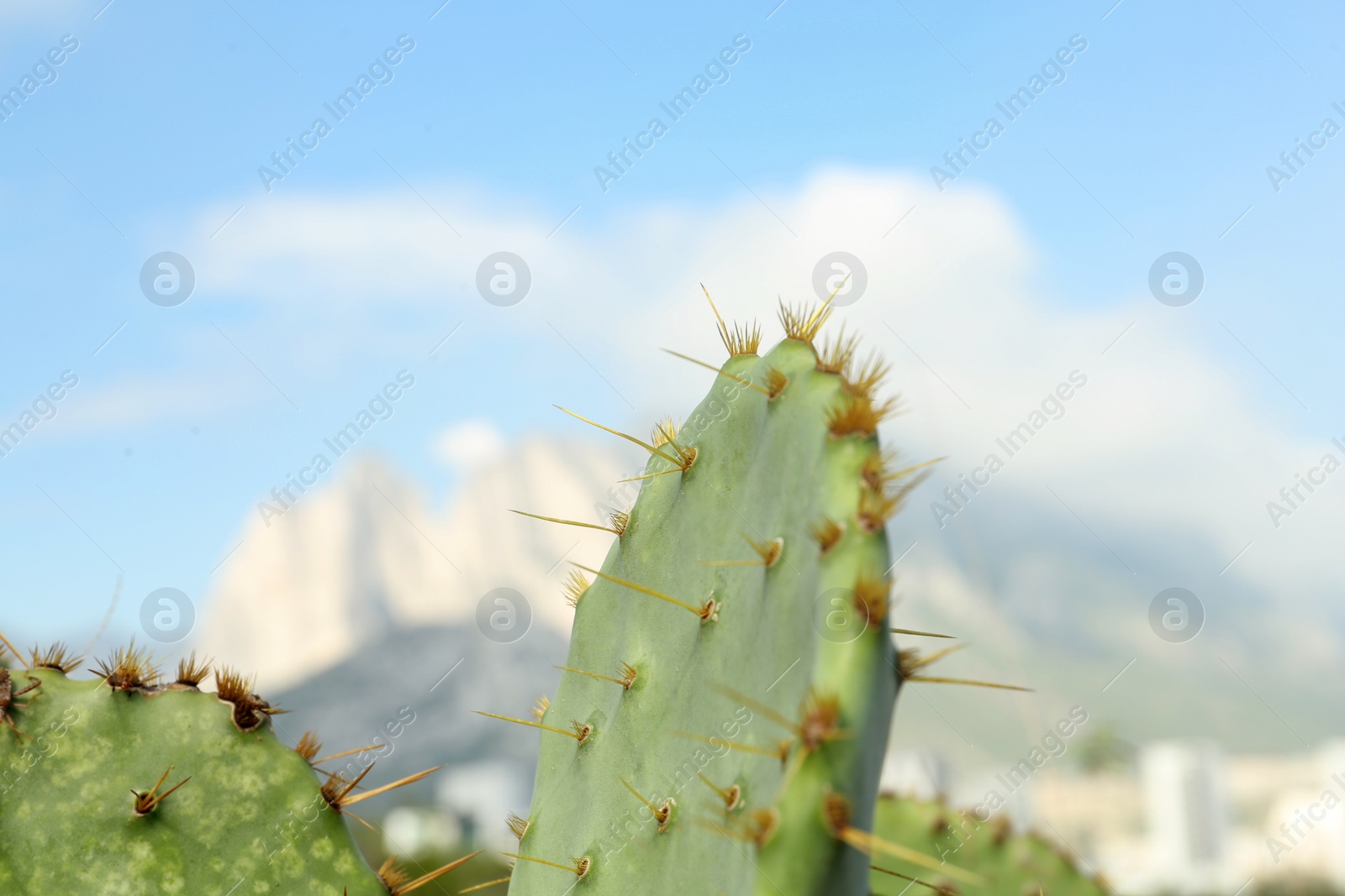 Photo of Beautiful cacti and mountains on background, closeup. Space for text