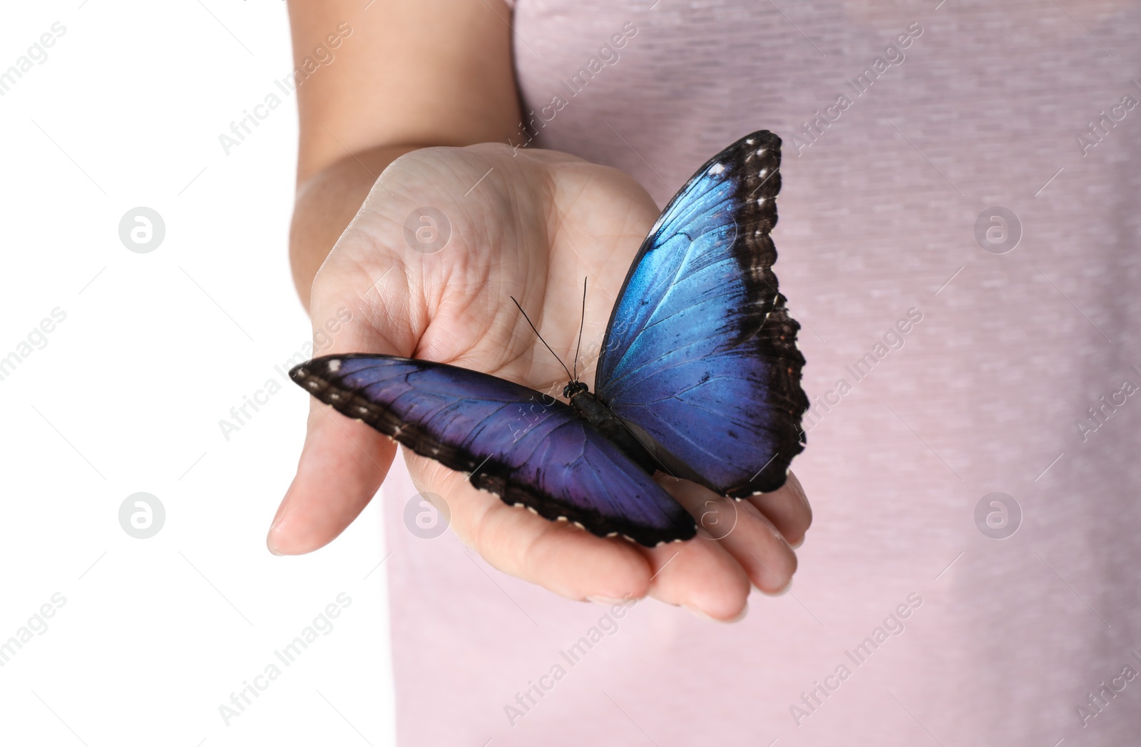 Photo of Woman holding beautiful common morpho butterfly on white background, closeup