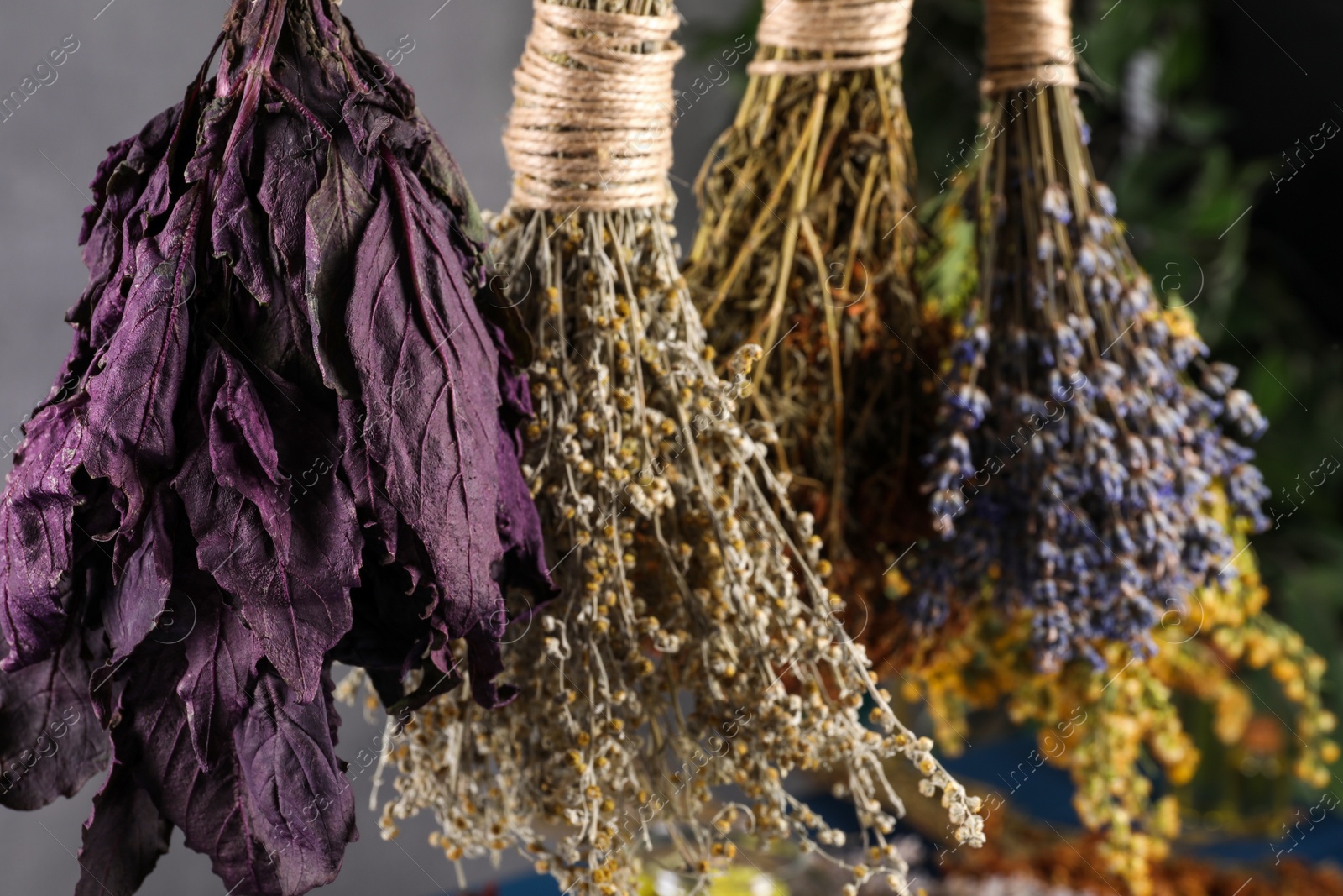 Photo of Many different herbs and flowers hanging on grey background, closeup