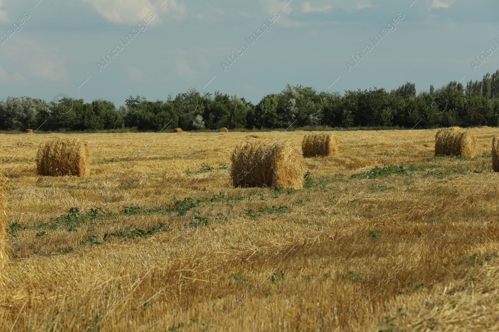 Photo of Beautiful view of agricultural field with hay bales