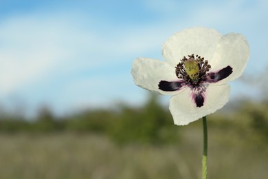 Photo of Beautiful flower growing in meadow on sunny day, closeup. Space for text