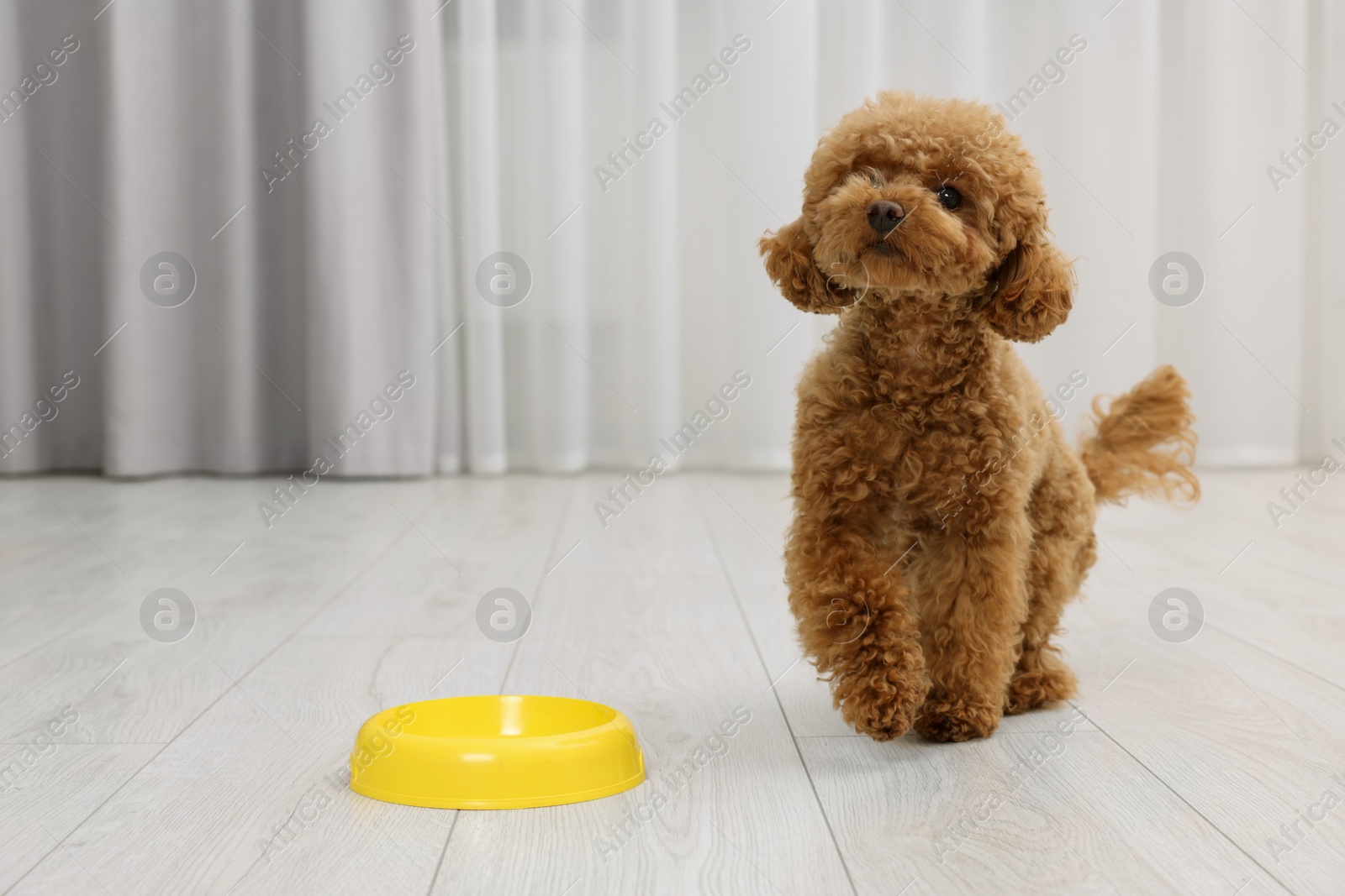 Photo of Cute Maltipoo dog near feeding bowl indoors, space for text. Lovely pet