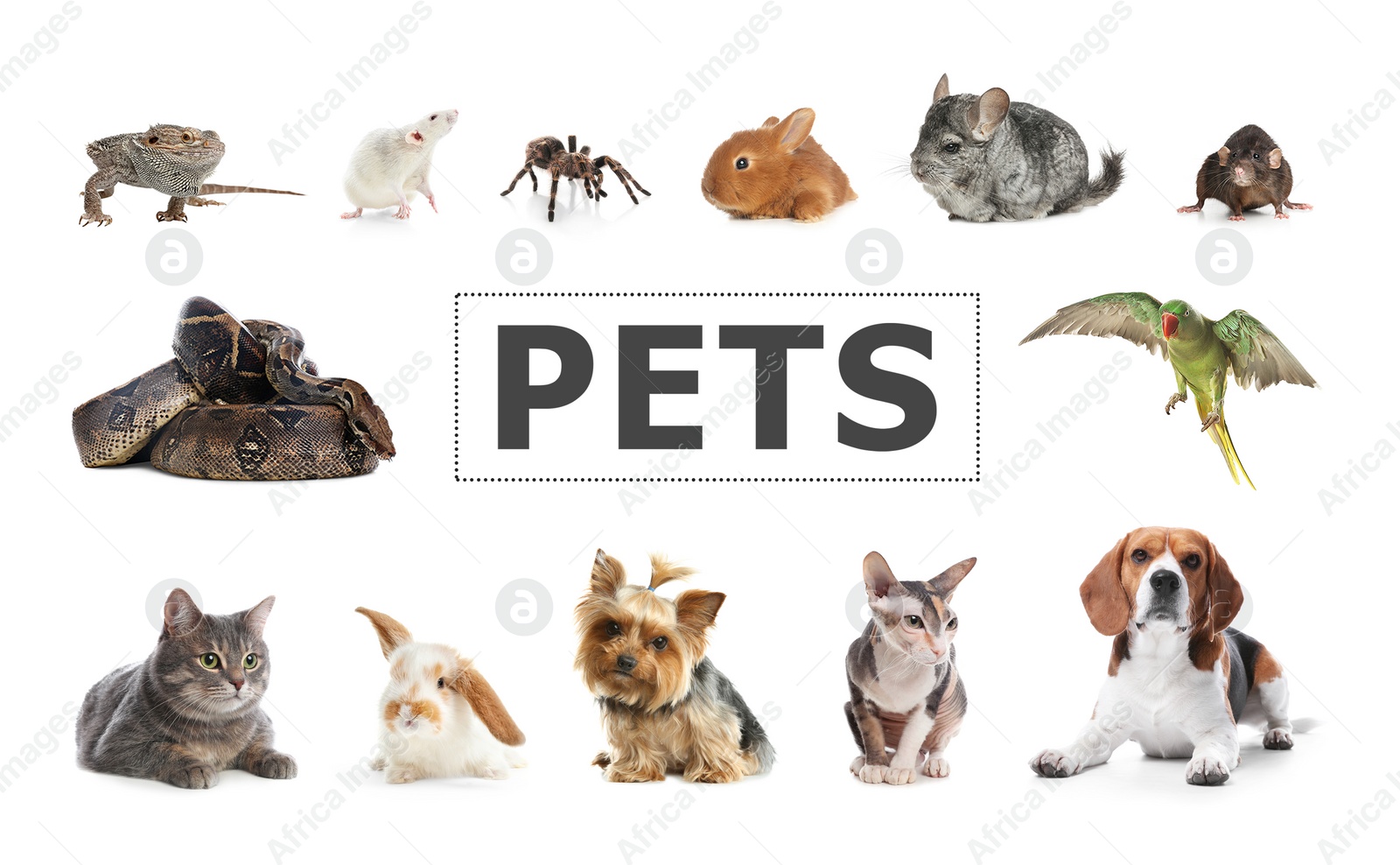 Image of Set of different pets on white background