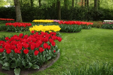 Park with variety of beautiful tulip flowers. Spring season