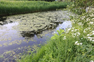 Photo of View of channel with green reeds on sunny day