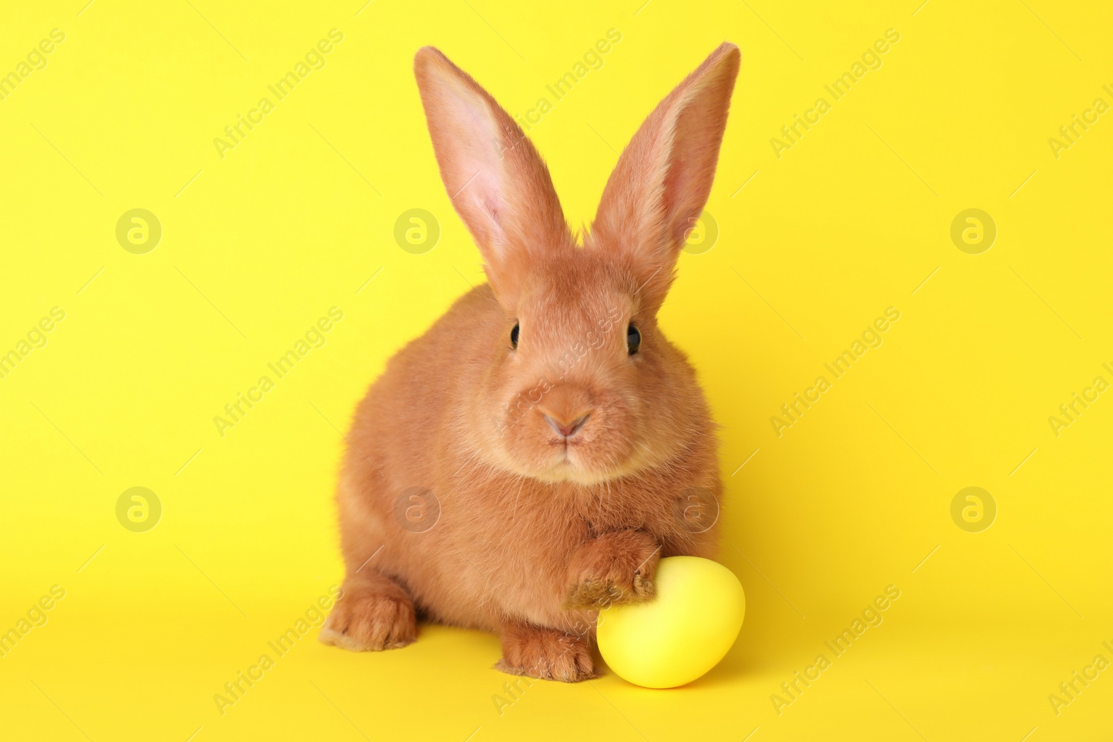 Photo of Cute bunny and Easter egg on yellow background