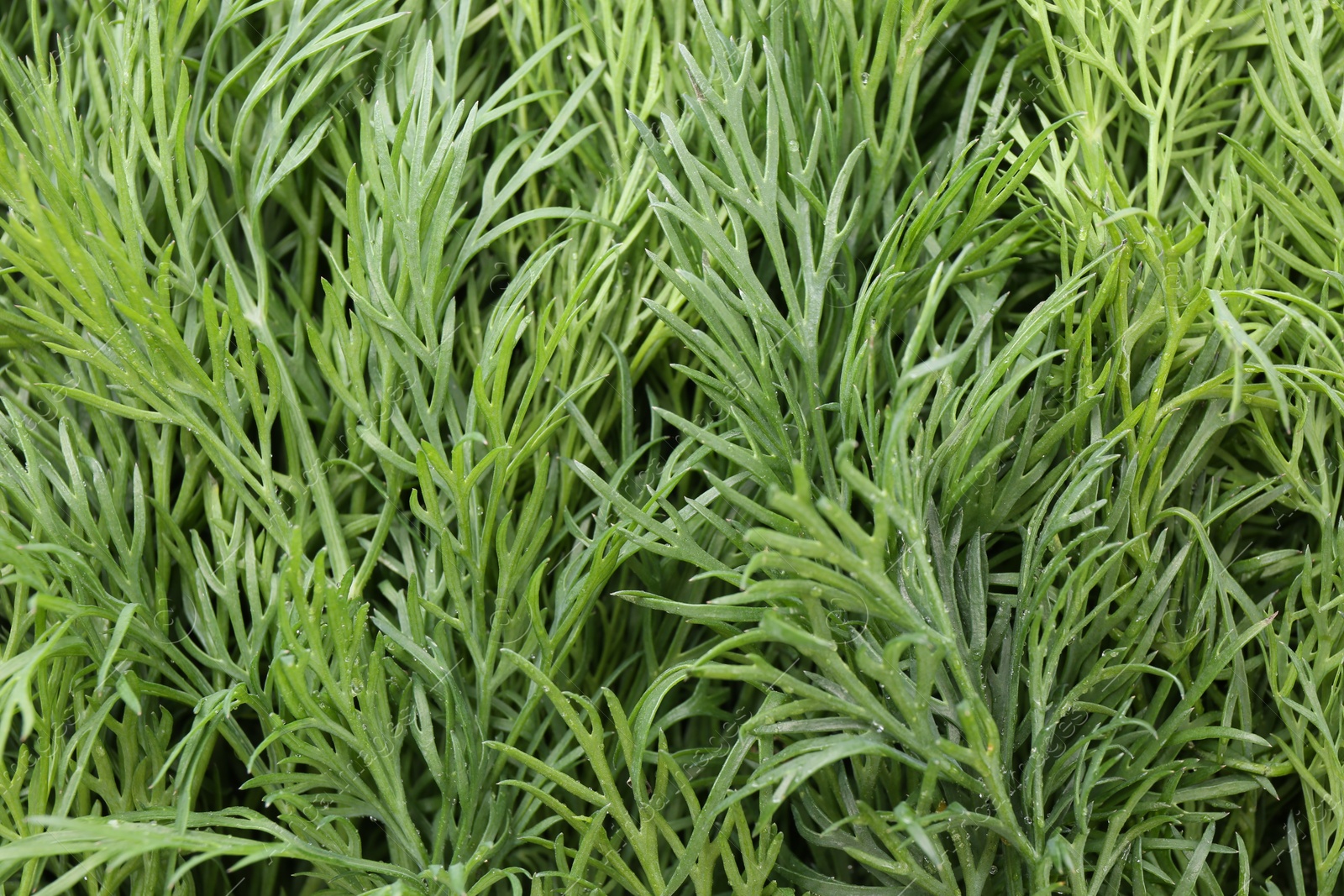 Photo of Sprigs of fresh dill as background, closeup view