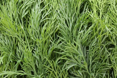 Photo of Sprigs of fresh dill as background, closeup view