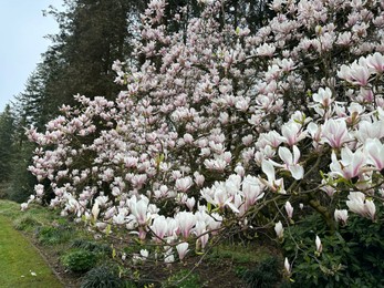 Photo of Beautiful magnolia shrub with white flowers growing outdoors