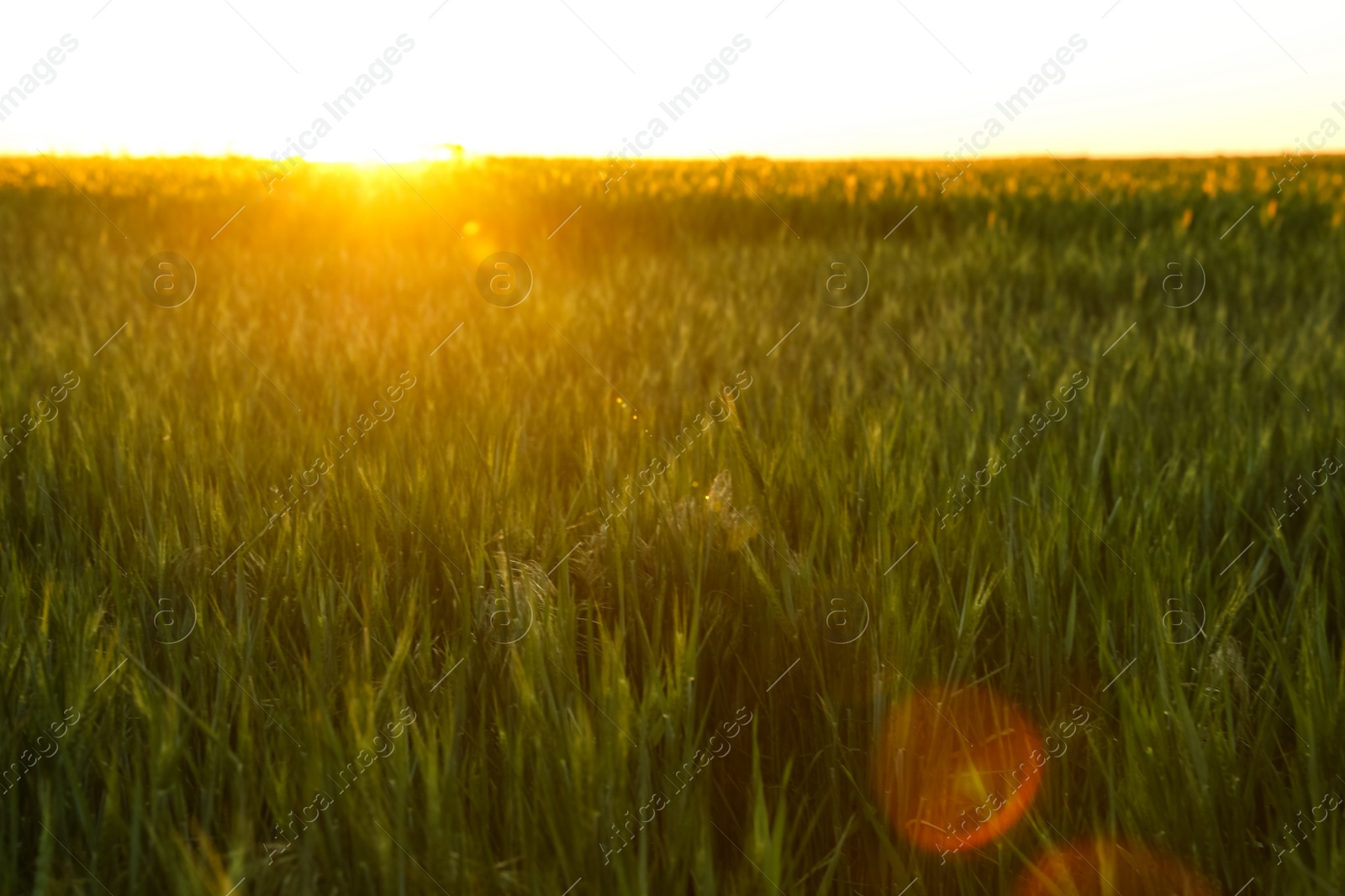 Photo of Beautiful field with unripe spikes at sunset