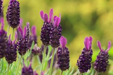 Photo of Beautiful Spanish lavender on blurred background, closeup