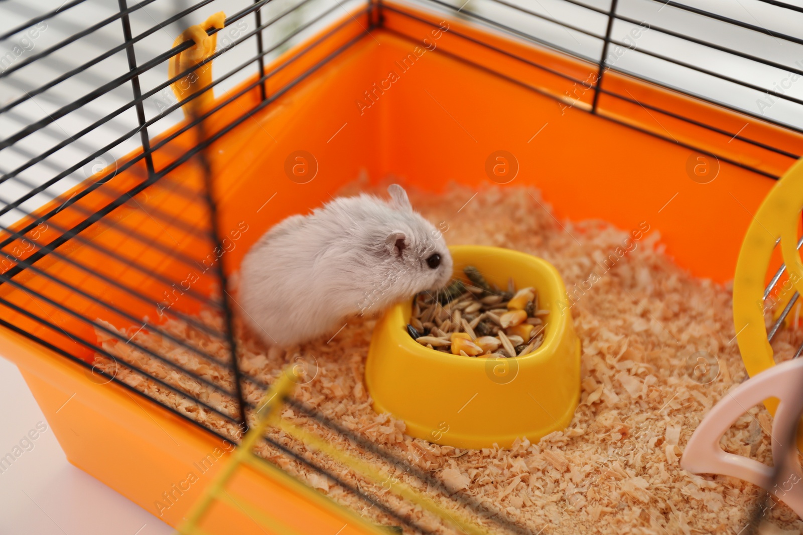 Photo of Cute funny pearl hamster feeding in cage, closeup