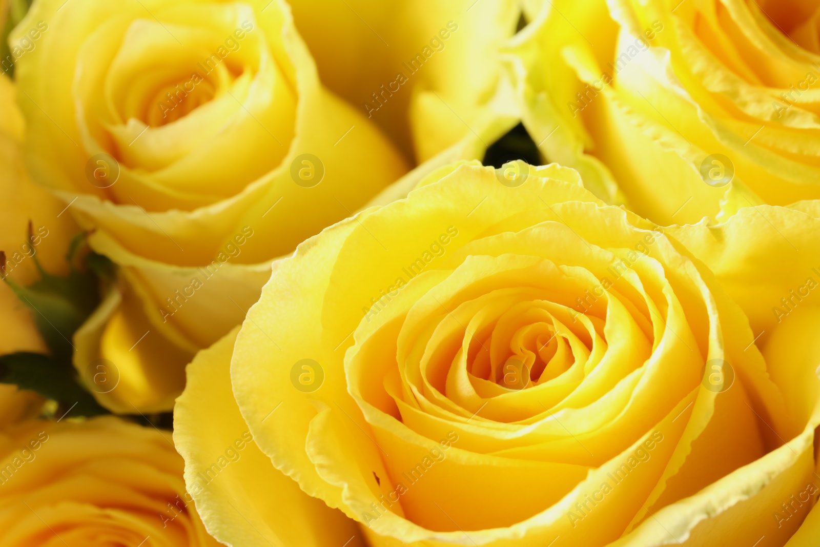 Photo of Beautiful roses with yellow petals as background, macro view