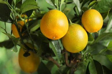 Photo of Closeup view of lemon tree with ripe fruits outdoors