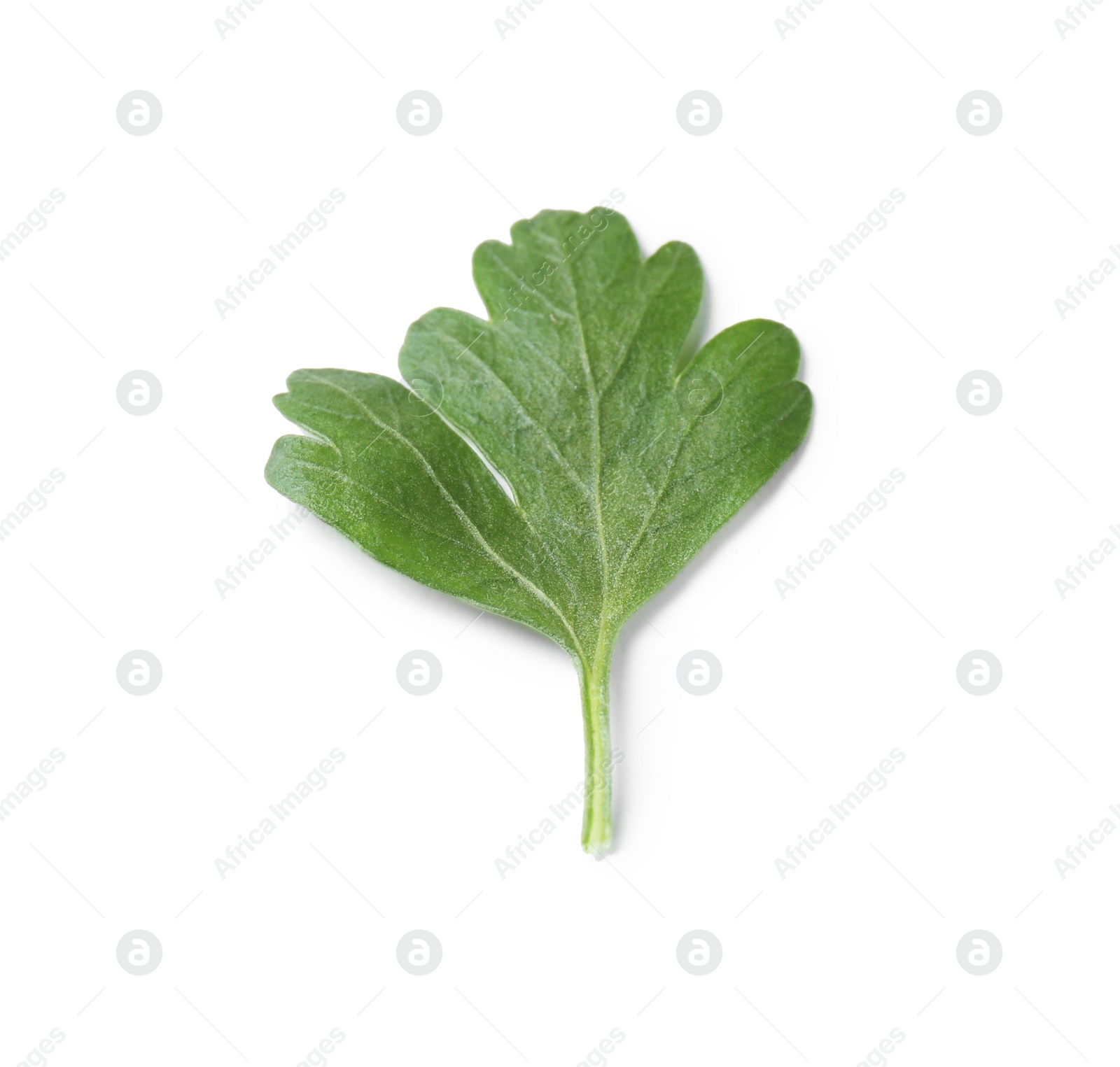 Photo of Fresh green organic parsley on white background