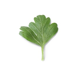 Fresh green organic parsley on white background