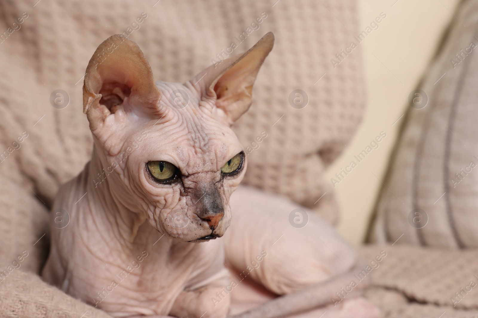 Photo of Beautiful Sphynx cat relaxing on sofa at home, closeup with space for text. Lovely pet