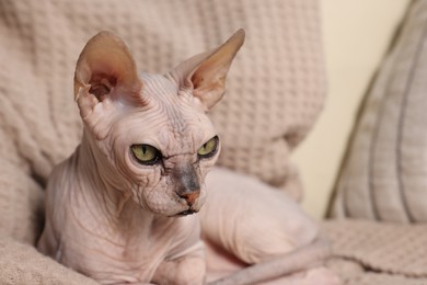 Beautiful Sphynx cat relaxing on sofa at home, closeup with space for text. Lovely pet