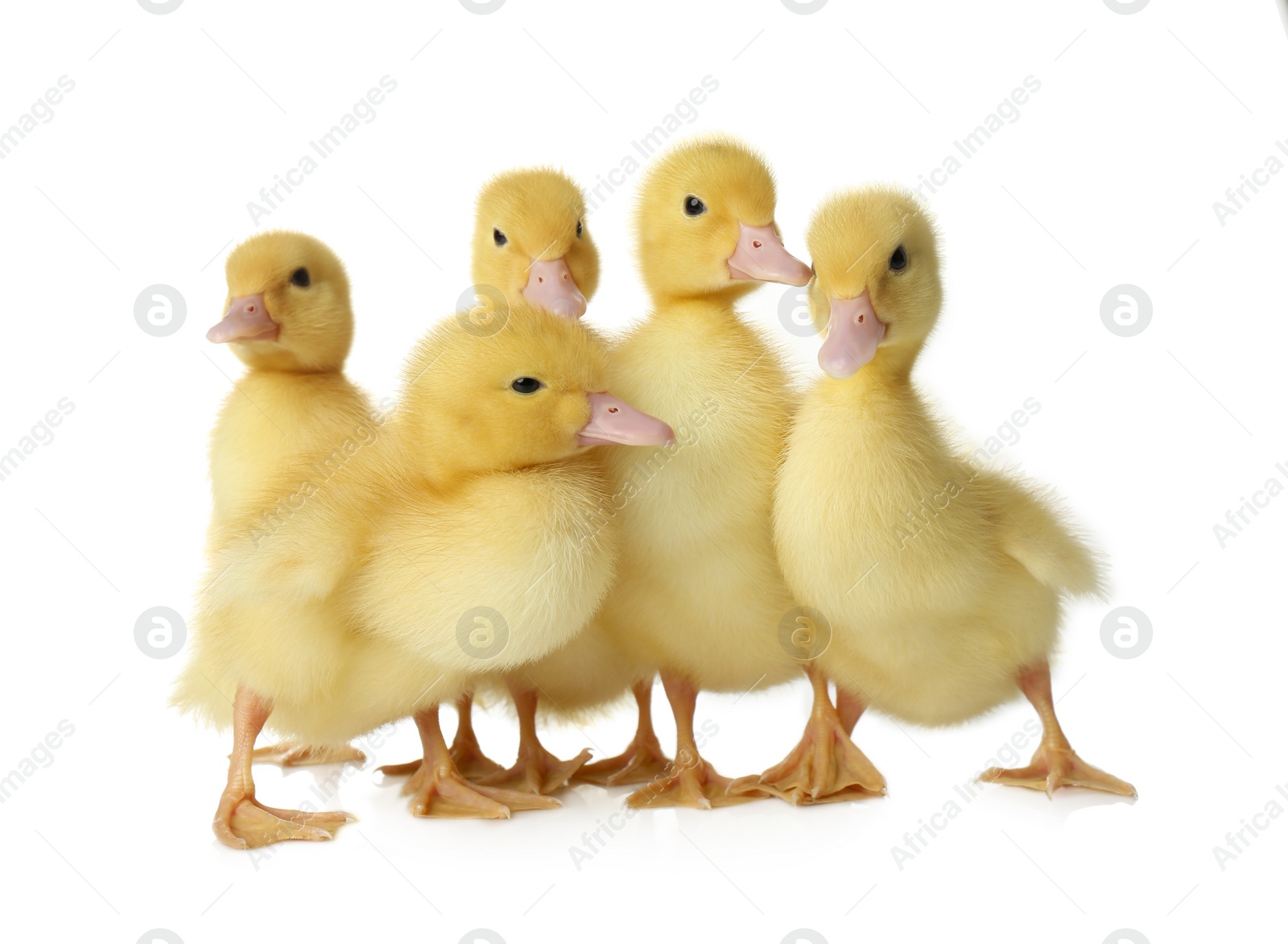 Photo of Cute fluffy goslings on white background. Farm animals