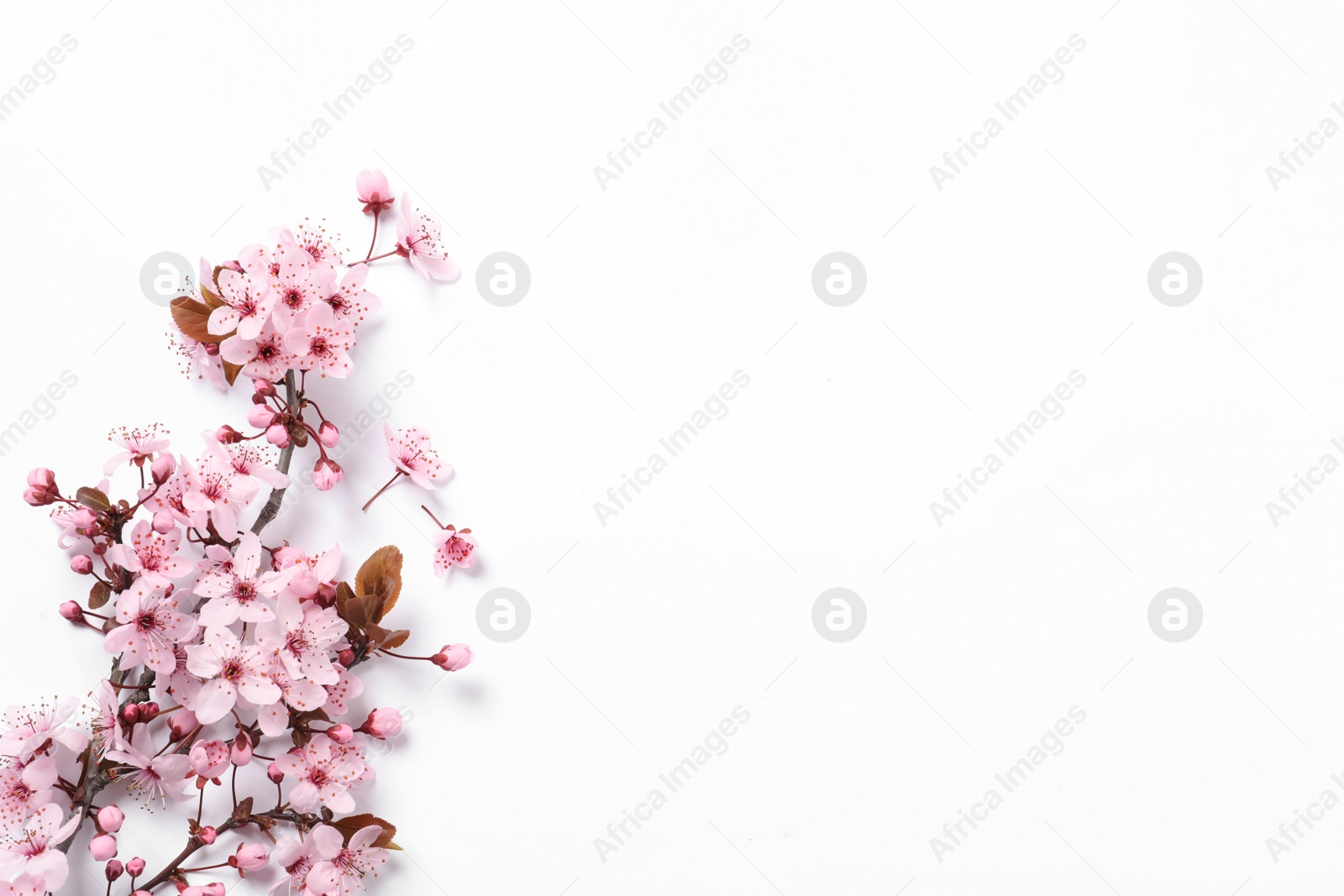 Photo of Blossoming spring tree branch on white background, top view. Space for text