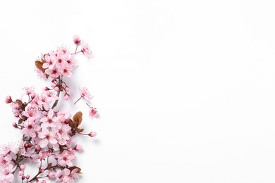 Photo of Blossoming spring tree branch on white background, top view. Space for text