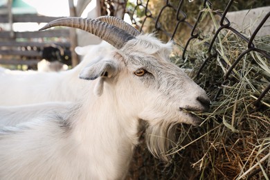 Photo of Cute goats eating on farm. Animal husbandry