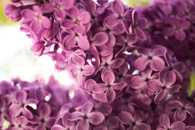 Closeup view of beautiful blossoming lilac shrub outdoors