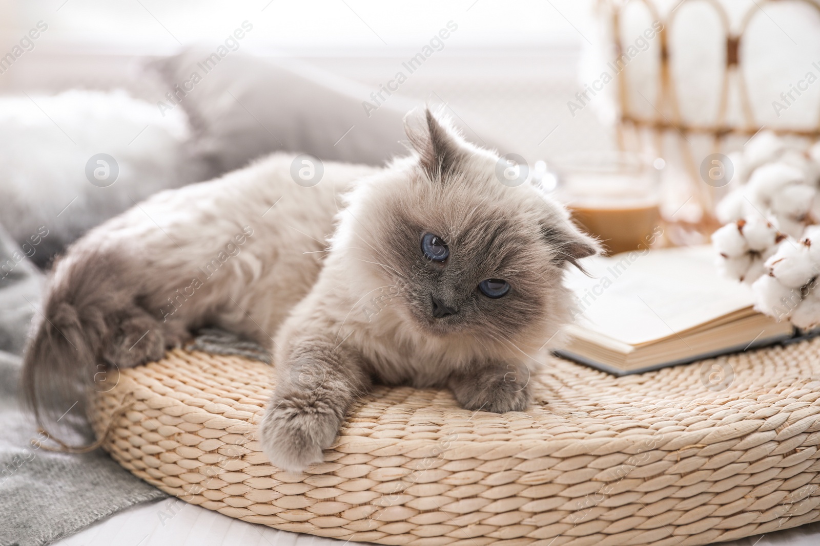 Photo of Birman cat on wicker pouf at home. Cute pet