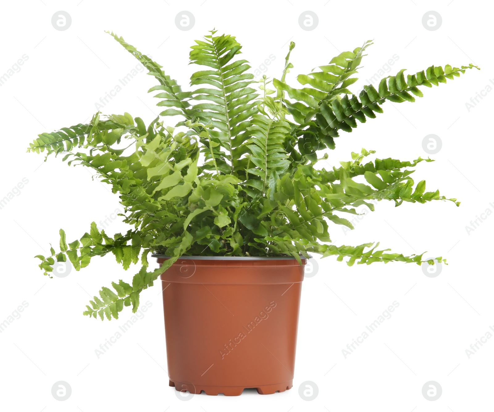 Photo of Beautiful fern in pot isolated on white