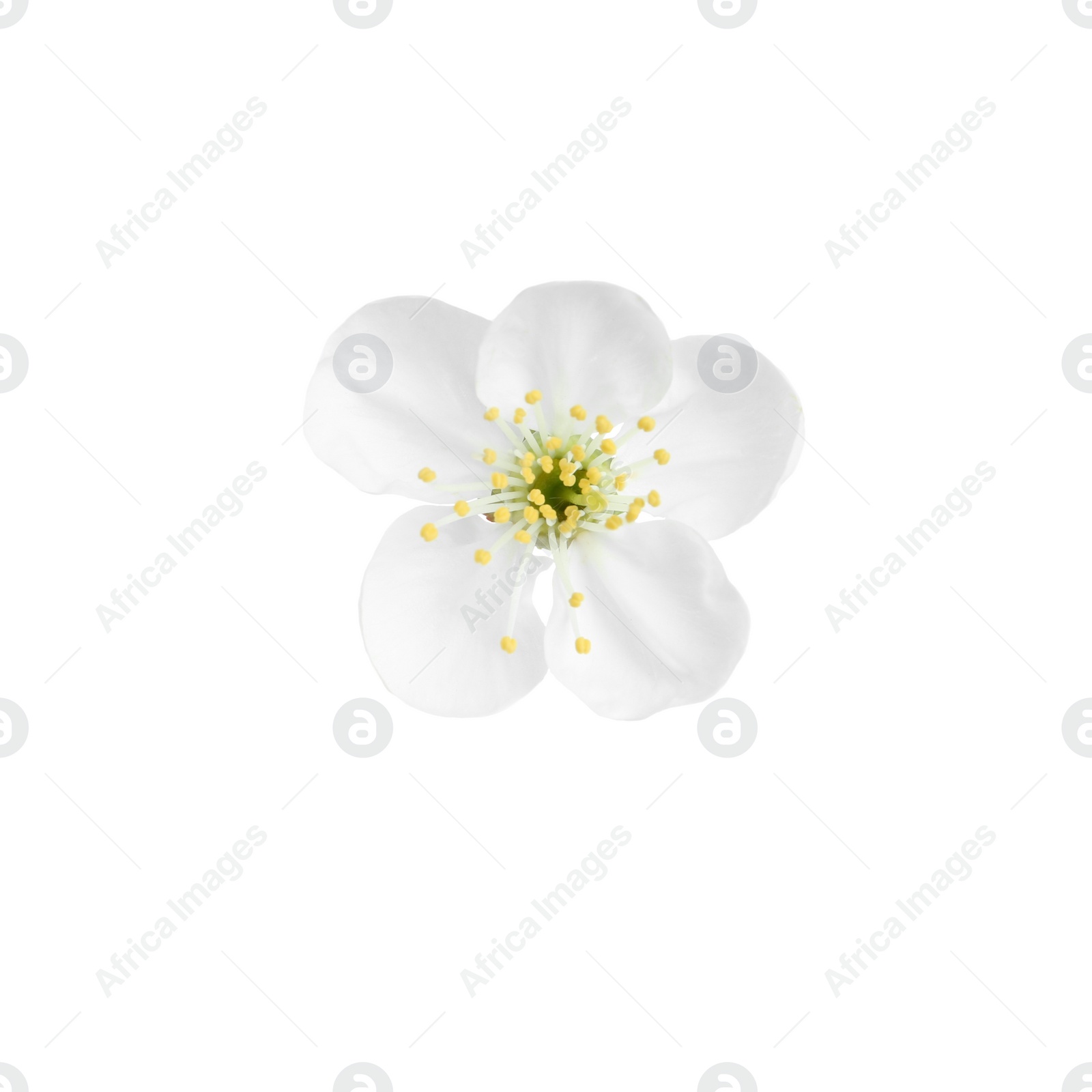 Photo of Beautiful tree blossom isolated on white. Spring season