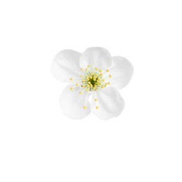 Photo of Beautiful tree blossom isolated on white. Spring season