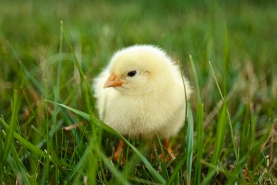 Photo of Cute fluffy baby chicken on green grass, closeup. Farm animal
