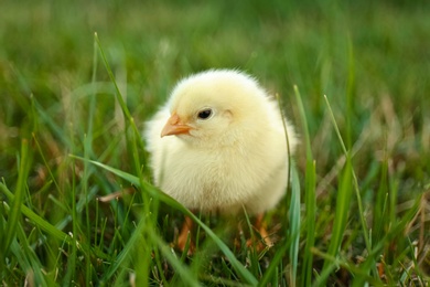 Cute fluffy baby chicken on green grass, closeup. Farm animal