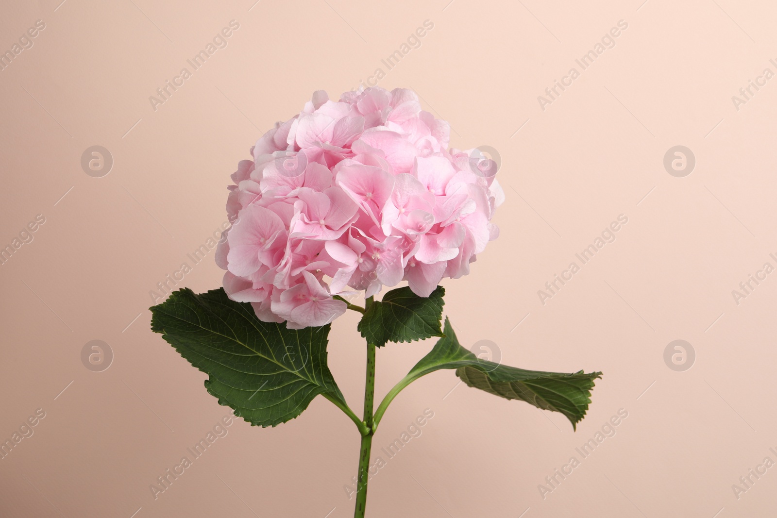 Photo of Branch of hortensia plant with delicate flowers on beige background