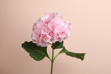 Branch of hortensia plant with delicate flowers on beige background