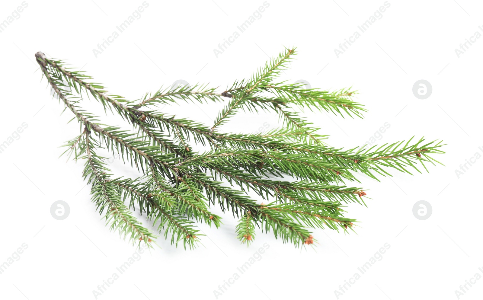 Photo of Branch of fir tree on white background