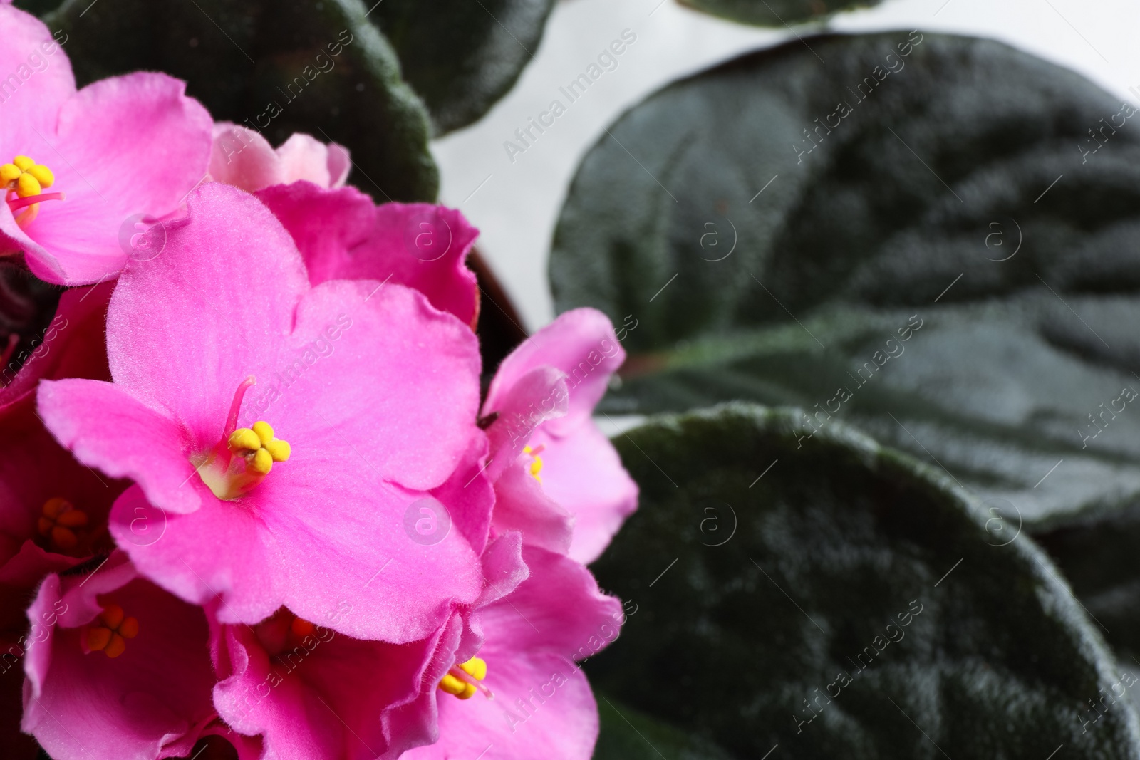 Photo of Beautiful violet flowers, closeup. Plant for house decor