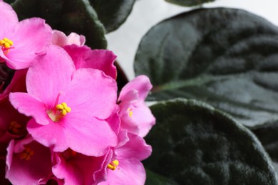 Beautiful violet flowers, closeup. Plant for house decor