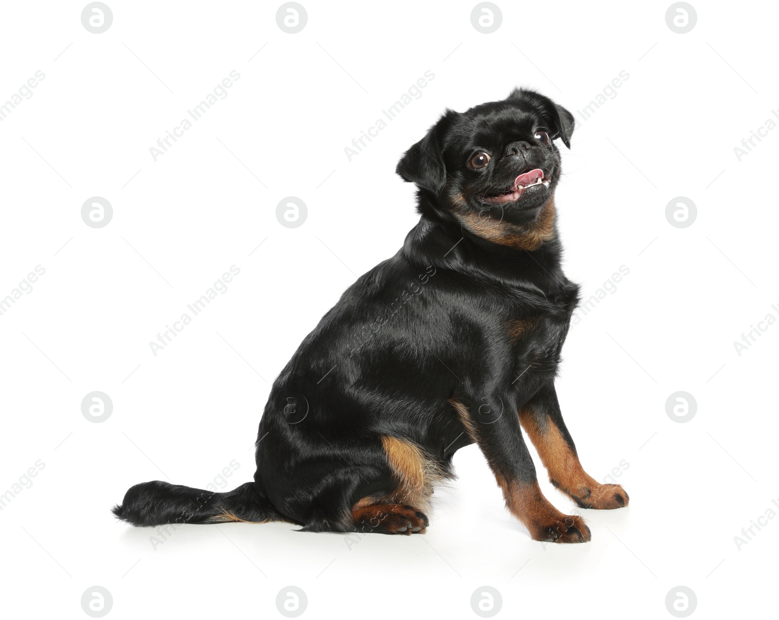 Photo of Adorable black Petit Brabancon dog sitting on white background