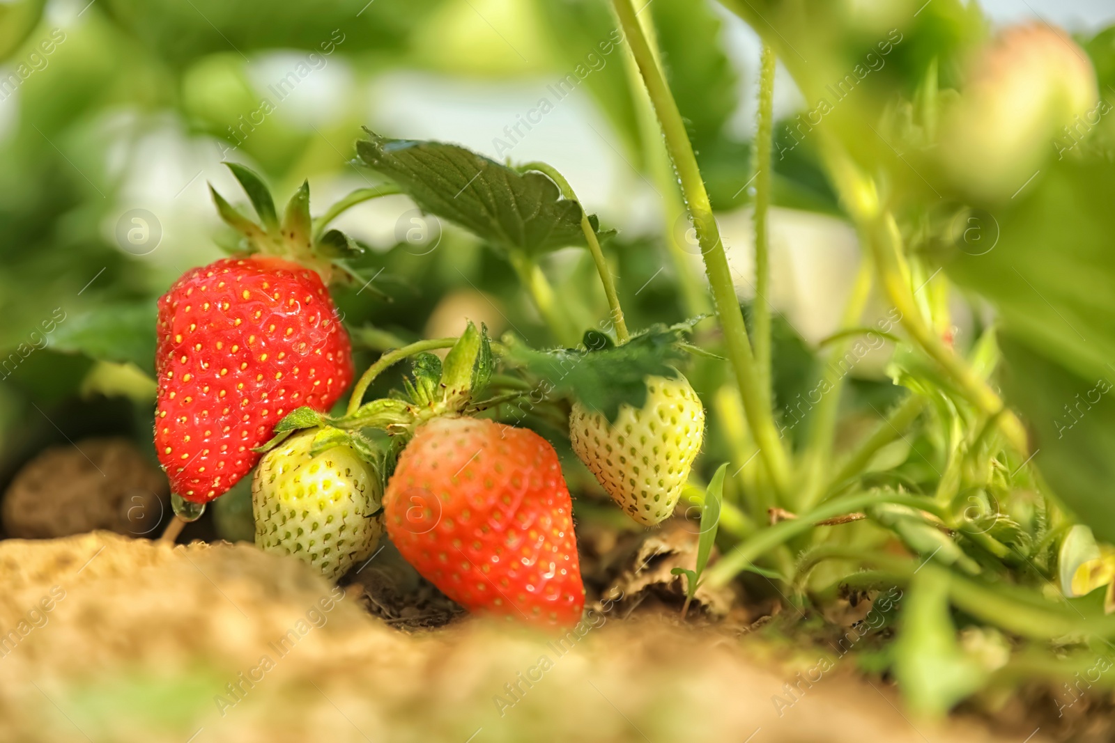 Photo of Strawberry plant with berries on blurred background, closeup