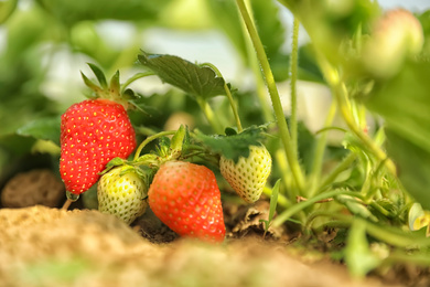 Photo of Strawberry plant with berries on blurred background, closeup