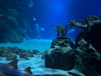 Different fishes swimming among corals and rocks in aquarium