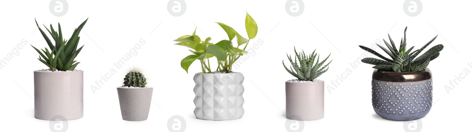 Image of Set with different beautiful houseplants on white background. Banner design