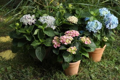 Photo of Beautiful blooming hortensia plants in pots outdoors