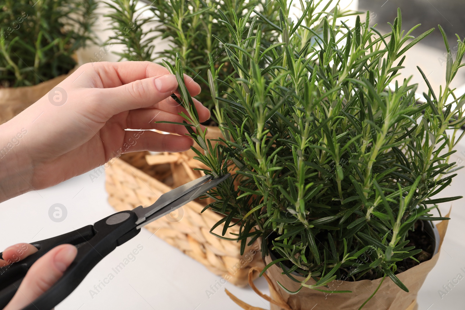 Photo of Woman cutting aromatic green rosemary sprig at white table, closeup