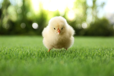 Photo of Cute fluffy baby chicken on green grass outdoors