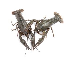 Photo of Two fresh raw crayfishes on white background, top view